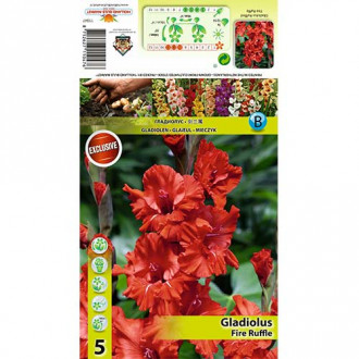 Gladiola (Mieczyk) Fire Ruffle interface.image 9