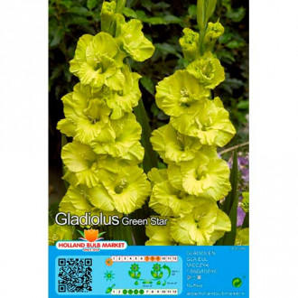 Gladiola (Mieczyk) Green Star interface.image 5