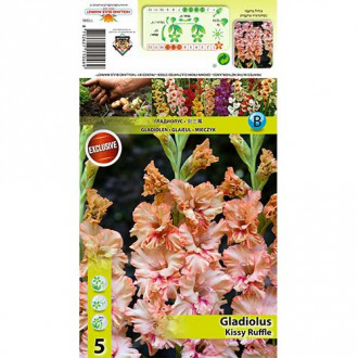 Gladiola (Mieczyk) Kissy Ruffle interface.image 8