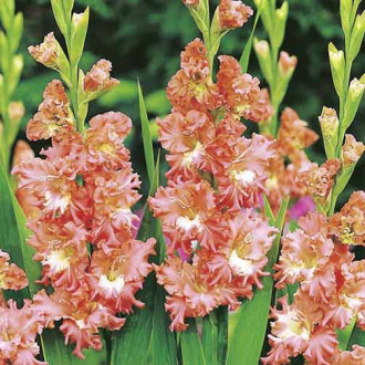 Gladiola (Mieczyk) karbowany Shady Frizzle interface.image 12
