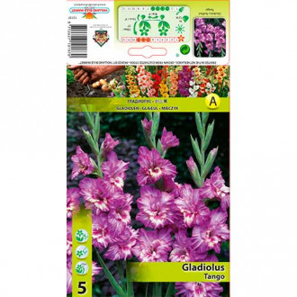 Gladiola (Mieczyk) Tango interface.image 16