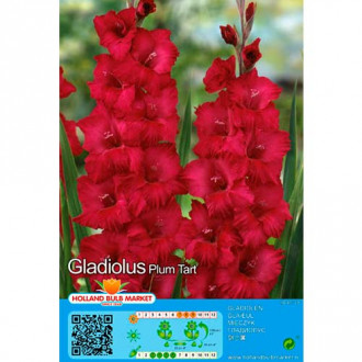Gladiola (Mieczyk) Plum Tart interface.image 17