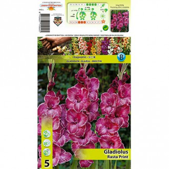 Gladiola (Mieczyk) Rasta Print interface.image 14