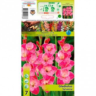 Gladiola (Mieczyk) Sylvana interface.image 10