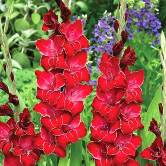 Gladiola (Mieczyk) wielkokwiatowy Baccara interface.image 14