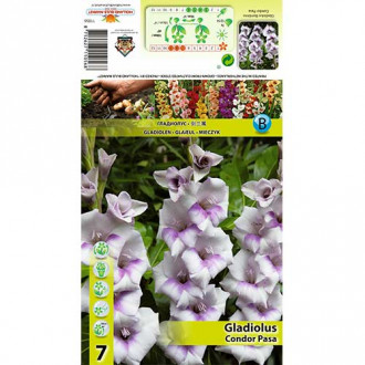 Gladiola (Mieczyk) wielkokwiatowy Condor Pasa interface.image 17