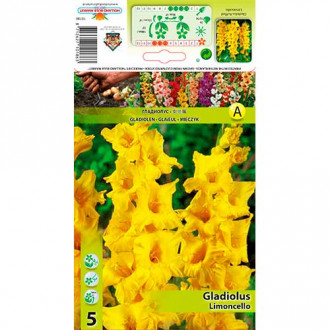Gladiola (Mieczyk) Limoncello interface.image 15