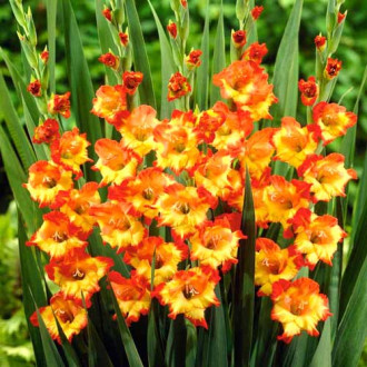 Gladiola (Mieczyk) wielkokwiatowy Sunshine interface.image 2