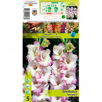 Gladiola (Mieczyk) Tampere interface.image 10