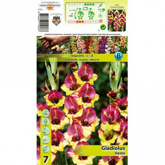 Gladiola (Mieczyk) wielkokwiatowy Vasto interface.image 15