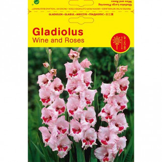 Gladiola (Mieczyk) Wine and Roses interface.image 14
