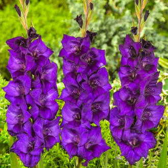 Гладиола Mombassa изображение 10