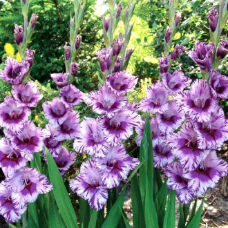 Gladiole grandiflora Passos imagine 7