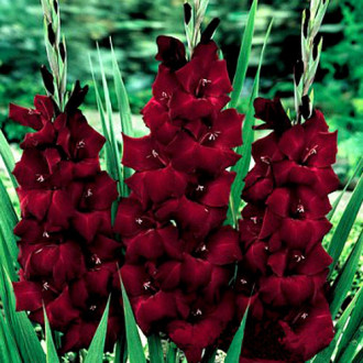 Gladiola Pesara  interface.image 16
