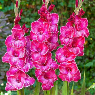 Гладиола Rasta Print изображение 14