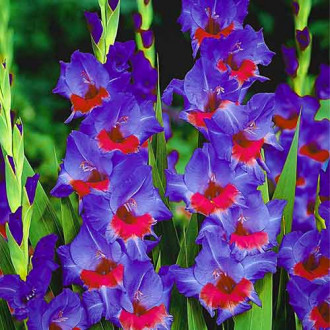 Gladiola (Mieczyk) wielkokwiatowy Red Baron interface.image 4