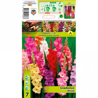 Gladiole Ruffle mix multicolor imagine 1