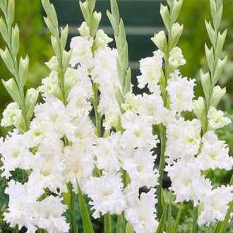 Гладиола Snowy Frizzle изображение 5