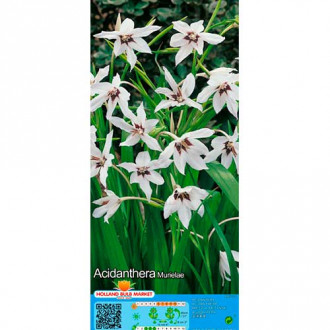 Gladiole stelate (Acidanthera Murielae) imagine 4