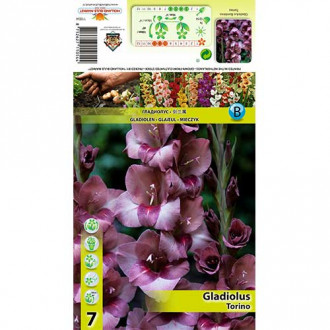 Gladiole Torino imagine 7