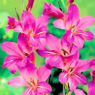 Gladiole Byzantinus imagine 17