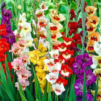 Gladiole Garden Velvet mix multicolor imagine 10