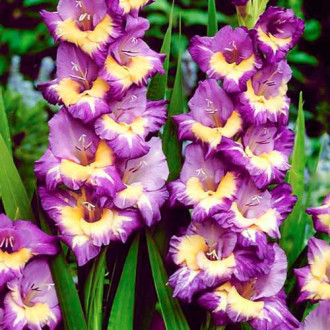 Gladiole grandiflora Dynamite imagine 13