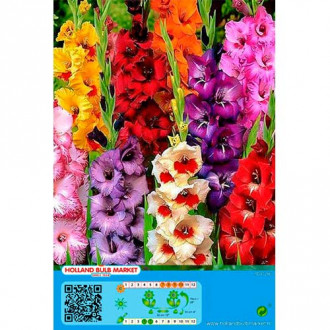 Gladiole mix multicolor imagine 1