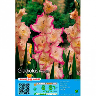 Gladiole Priscilla imagine 18