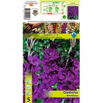 Gladiole Mombassa imagine 15