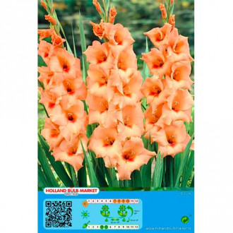 Gladiole Peter Pears imagine 5