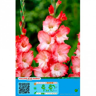 Gladiole Pink Lady imagine 14