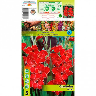Gladiole pitice Atom imagine 16
