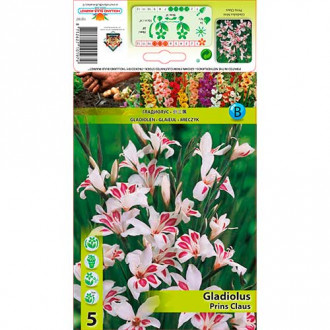 Gladiole pitice Prins Claus imagine 3