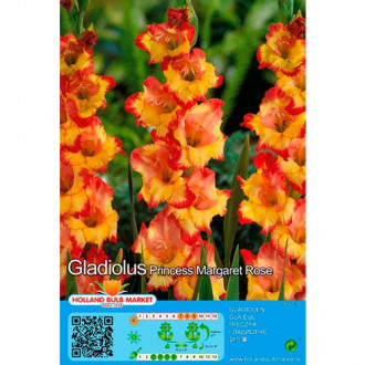 Gladiole Princess Margaret Rose imagine 7