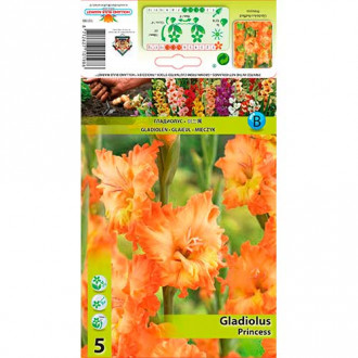Gladiole Ruffled Princess imagine 9