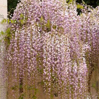 Glicină (Wisteria floribunda) Macrobotrys imagine 11
