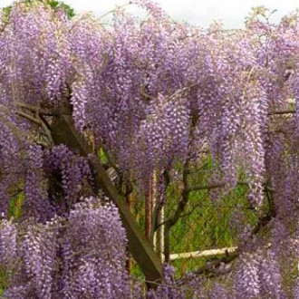 Glicină (Wisteria formosa) Issai imagine 10