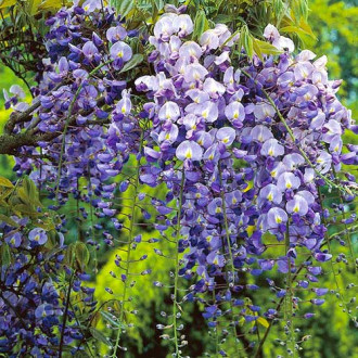 Glicynia Longwood Purple, С2 interface.image 16