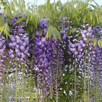 Wisteria floribunda Blue Dream, С2 изображение 8