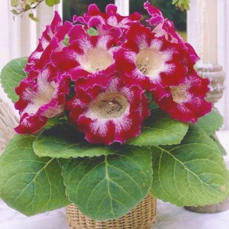 Глоксиния Tigrina Red изображение 2