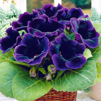 Глоксиния Violacea изображение 1