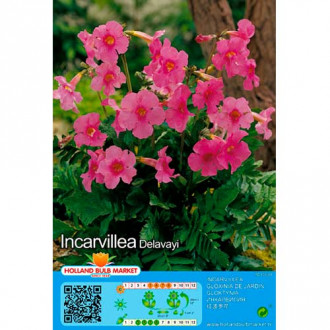Gloxinie sălbatică (Incarvillea) Delavayi imagine 4