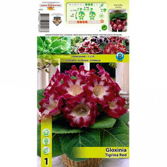 Gloxinie Tigrina Red imagine 3