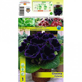 Gloxinie Violacea imagine 2