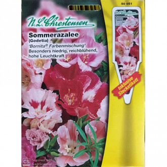 Godetia, mix multicolor imagine 6