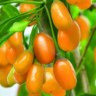 Goji Amber Sweet imagine 10