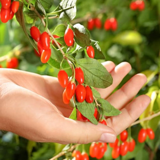 Goji Big Korean Big, P9 imagine 6