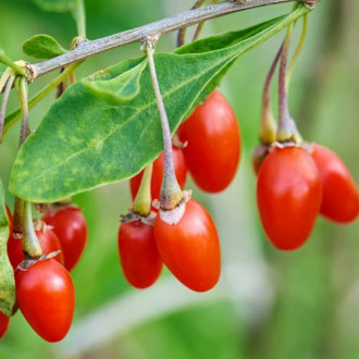 Goji New Big, P9 imagine 7