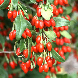 Goji (Lycium) imagine 9